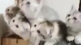 وقتی خونوادگی فیلم با زیرنویس میبینیم