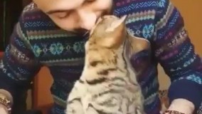 ببینید چطور گربه ها خودشونو برای نوازنده پیانو لوس می کنن 