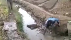 بدشانسی که شاخ و دم نداره