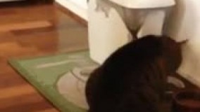 هنوز هیچکس نمیدونه چرا 