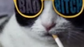 اینم همون گربه ای که گفتم سیگار میکشه ????حالا کی میاد ببینش