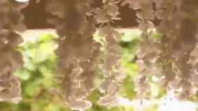 فیلم تشریفات عروسی کیمیا تهران در سایت تالارنامه