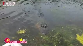 ببینید: بوسیدن تمساح توسط توریست شجاع!