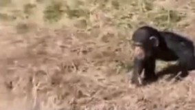 شوخی گوریلی :))))