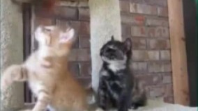 فقط اون گربه سیاهه