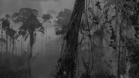 آهنگ مرگ جنگلبان - با صدای سعید راحمی