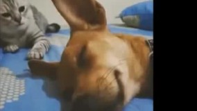 پاشو دیگه هر چی میگم حالیش نمیشه عه