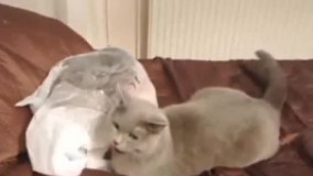 اصلا نابود شد