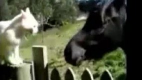 برو پی کارت بابا