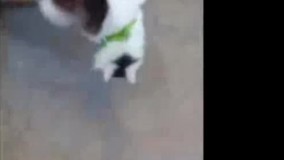 دوست ندارم پاشم زوره؟