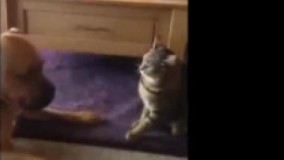 میخواد باهات بازی کنه بی جنبه