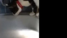 ترسیدن گربه ها خییییییییییلی باحاله