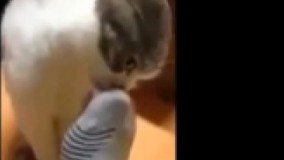 اوووووووووف ممد تو جورابت گربه مرده ؟