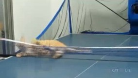 گربه تنیسور دیده بودین؟