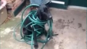 چه شرمنده هم هست.ادم دلش کباب میشه