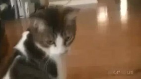 به صدای شونه حساسیت داره انگار.خیییلی با حاله