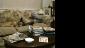 زد در رفت بی شعور