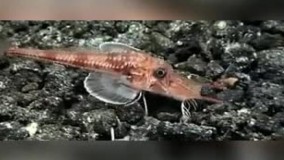 ماهی ناشناخته ای که روی دو پا ی عجیب و شاخه مانندش راه می رود