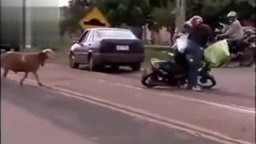 عاقا عجب گوسفند گاویه این