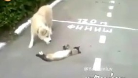 گربه ها هم زرنگ شدن