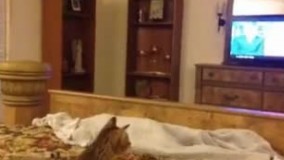 گربه هنگ کرد 