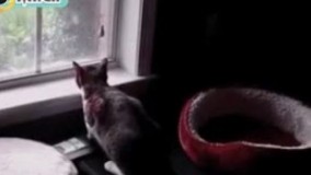  بیا ببین چی اینجاس  - کووو  