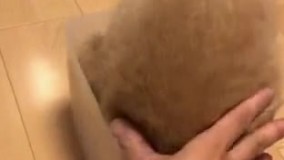  این هم نشونه ای از مایع بودن گربه ها  