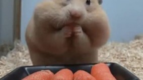 نحوه ذخیره سازی من در سحر برای  روزه گرفتن 