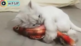 با ماهی واقعی اشتباه گرفته ???? 