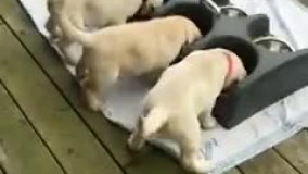 اخه چقدر این موجودات دوست داشتنین