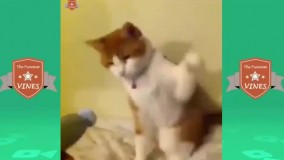 گربه های خنده دار جدید باحال