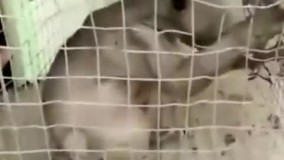 مشاهده ی حیوان عجیب در هند