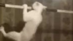 چقدر گفتم یه گربه دارم بارفیڪس میره هیچڪس باور نڪرد ????