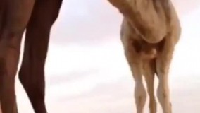 دیگه همه جا سلفی گرفته بود  فقط زیر شتر مونده بود.