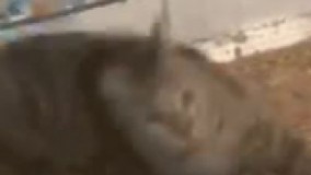 وقتی به یه دختر میگی پاشو بریم خرید ????????