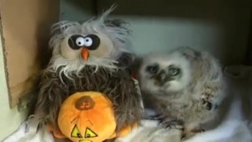 تفاوت مصرف مواد مخدر صنعتی و سنتی????????