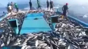 ماهی های دریا رو جارو کردن