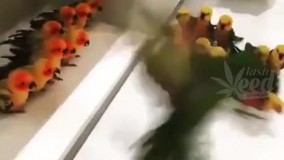 دعوای گروهی پسرا????????