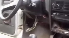 دانلود مار داخل ماشین خخخخخخ