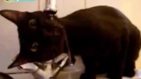 چه قشنگ آب میخوره