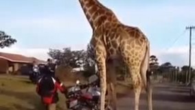 با اجازه موتورتو من میبرم 