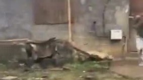 امان از این شوخی خرکی های پسرا ????