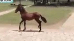 شمام احساس می کنید اون عقبی یه جوری راه میره؟