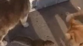 اخه به اون یکی چه ربطی داشت 