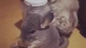 آخر الزمانه 