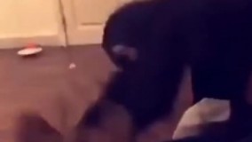 شیر بیچاره  چه کتکی خورد