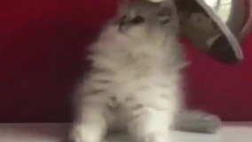 بفرمایید کالباس تازه 