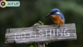 اصل قانون مداری و احترام به قانون اینه 