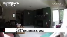 خرس سیاه پیانو نواز