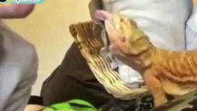 زبون درازی میکنه 